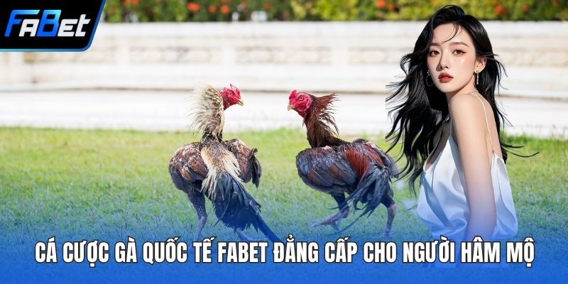 Cá cược gà quốc tế FABET